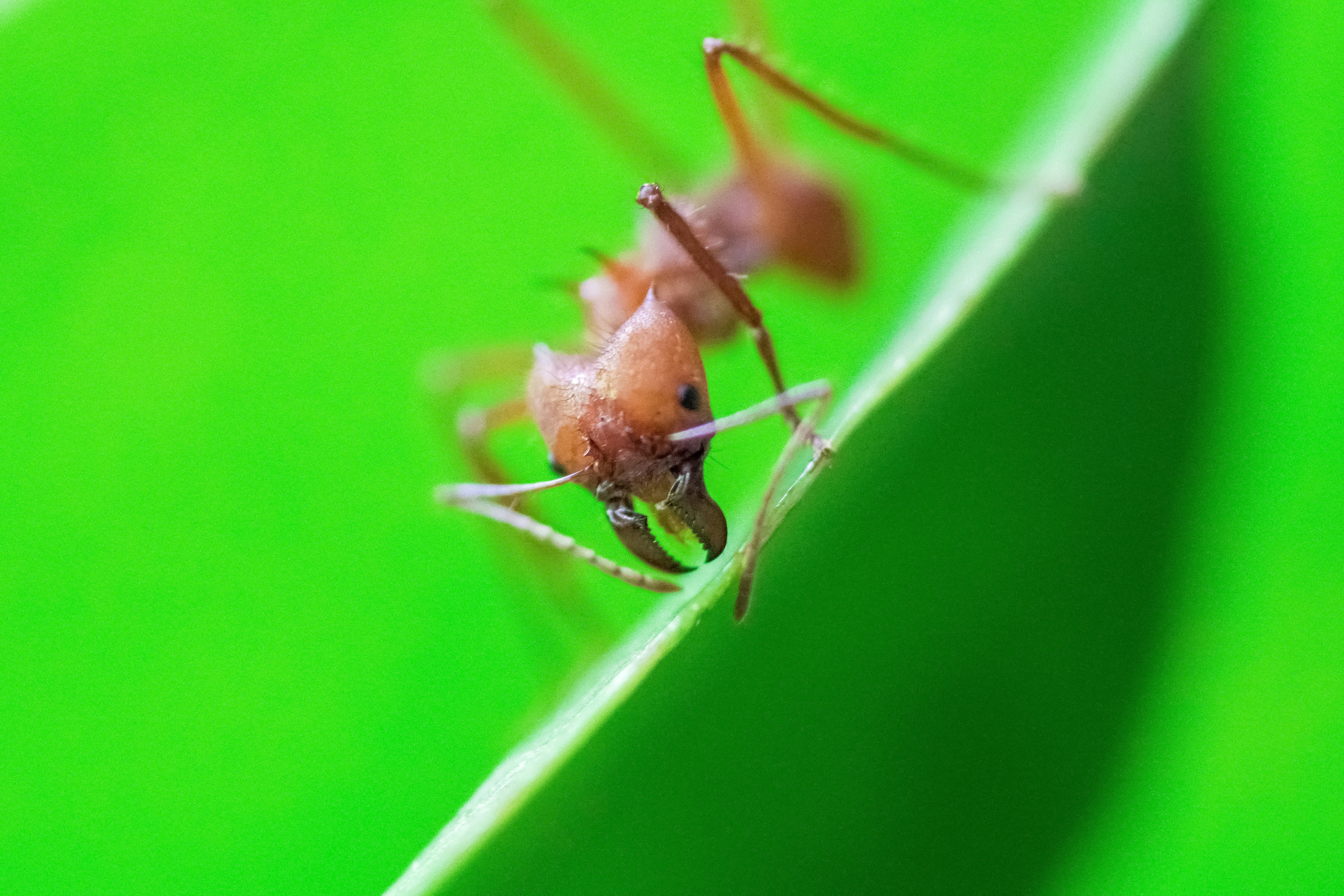 brown ant on green surface